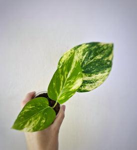 Golden Pothos