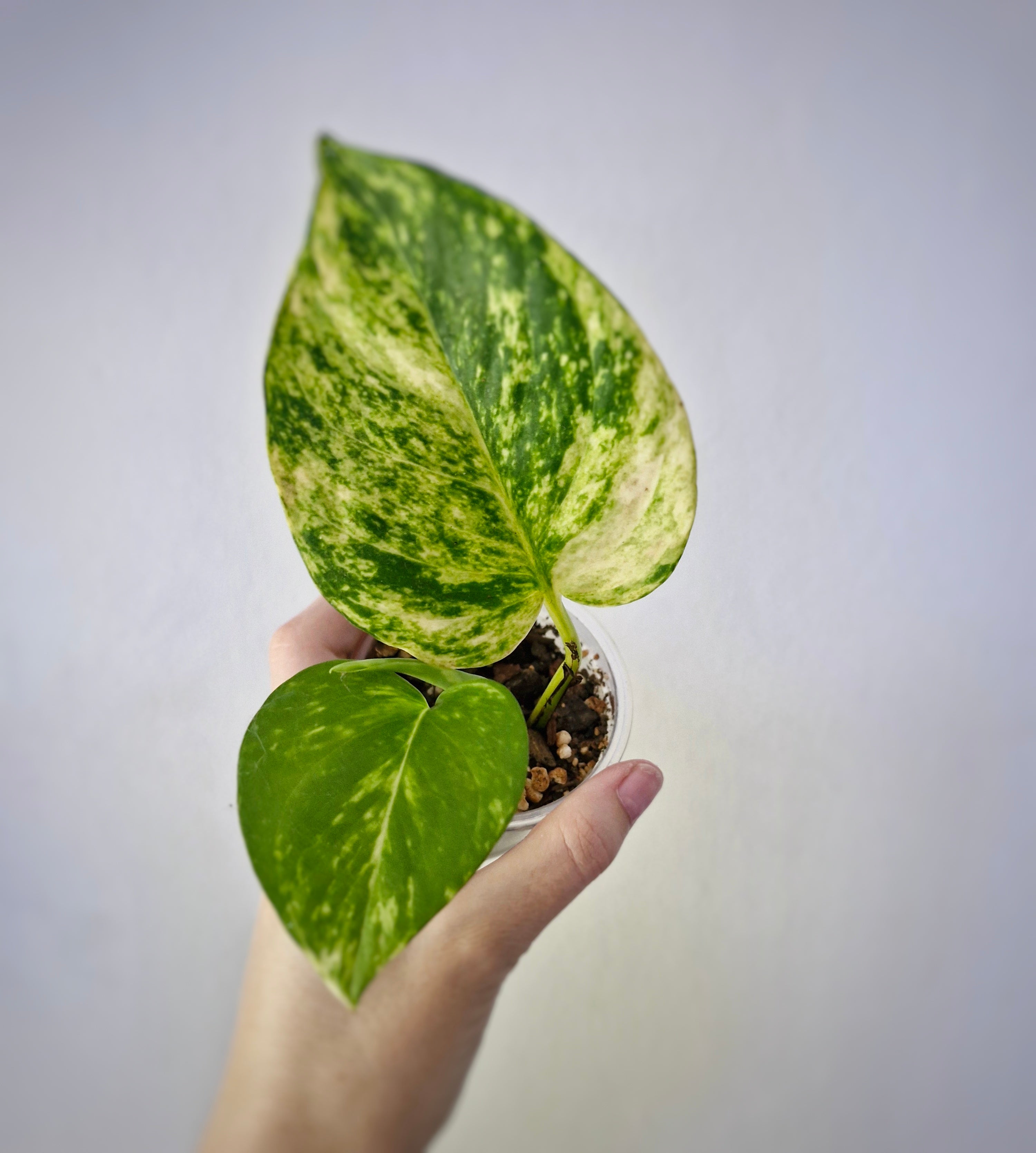 Golden Pothos