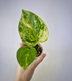 Load image into Gallery viewer, Golden Pothos
