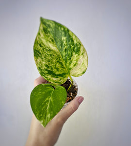 Golden Pothos