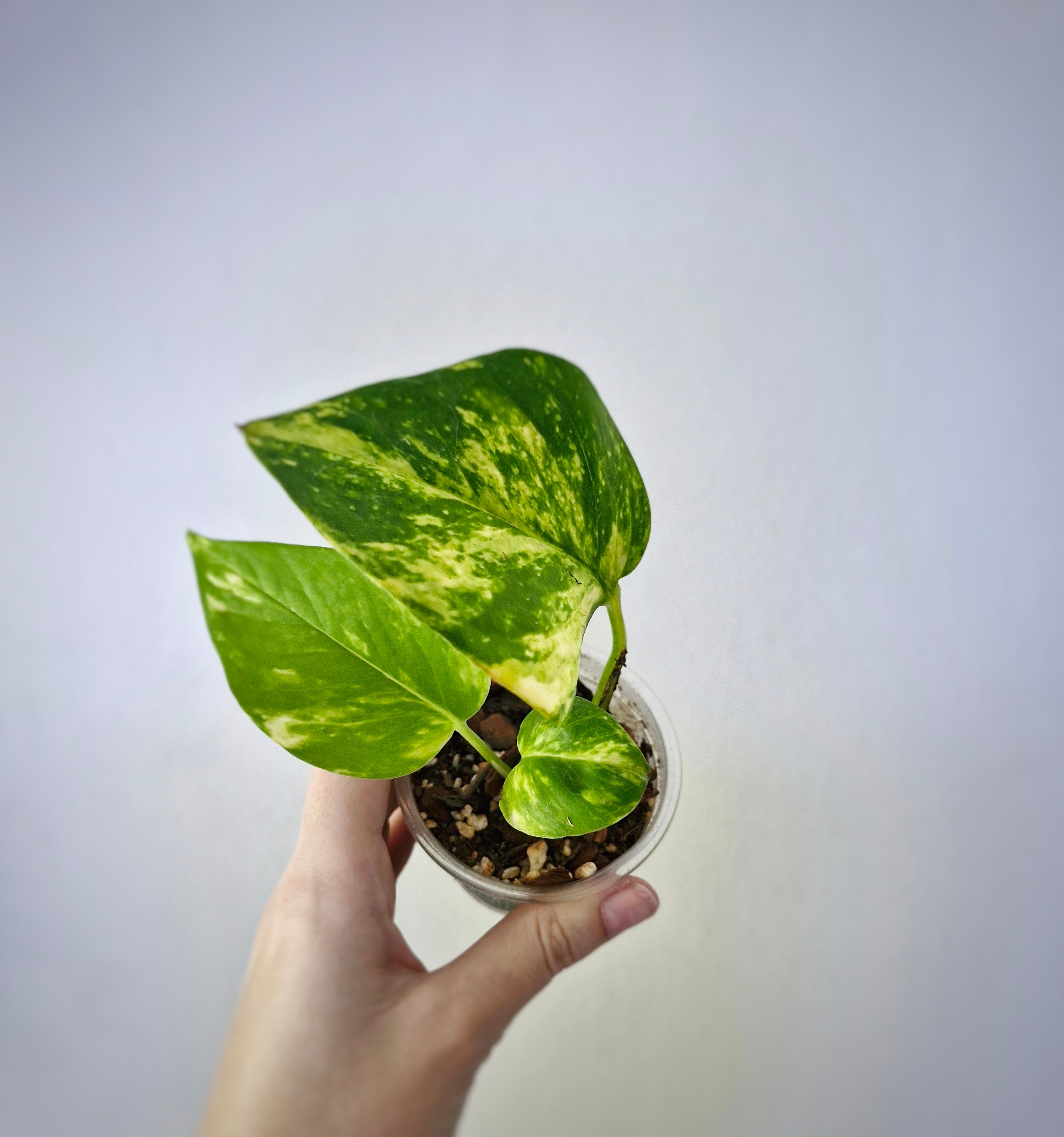 Golden Pothos