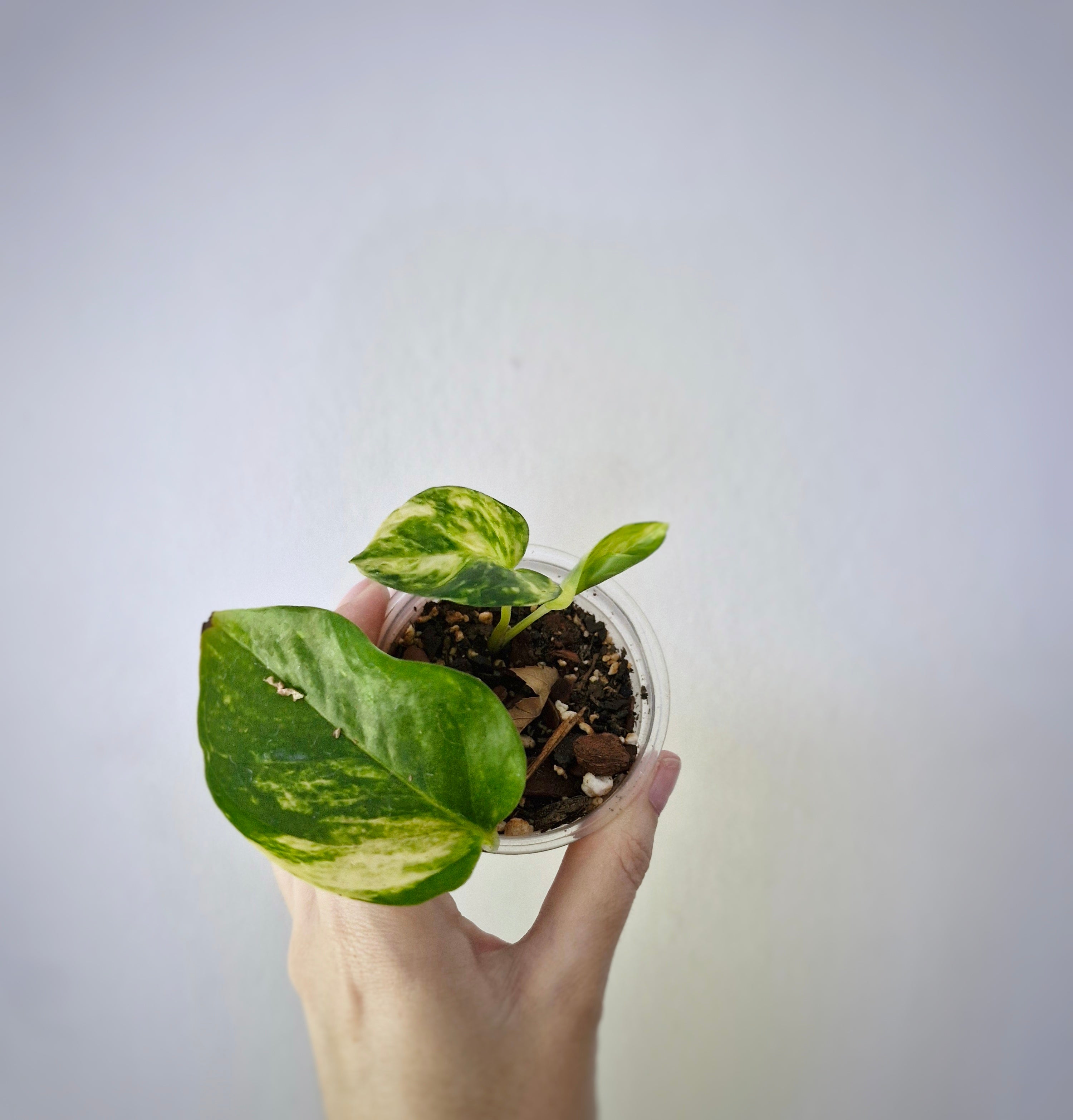 Golden Pothos