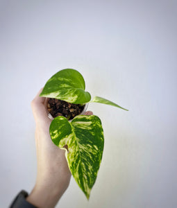 Golden Pothos