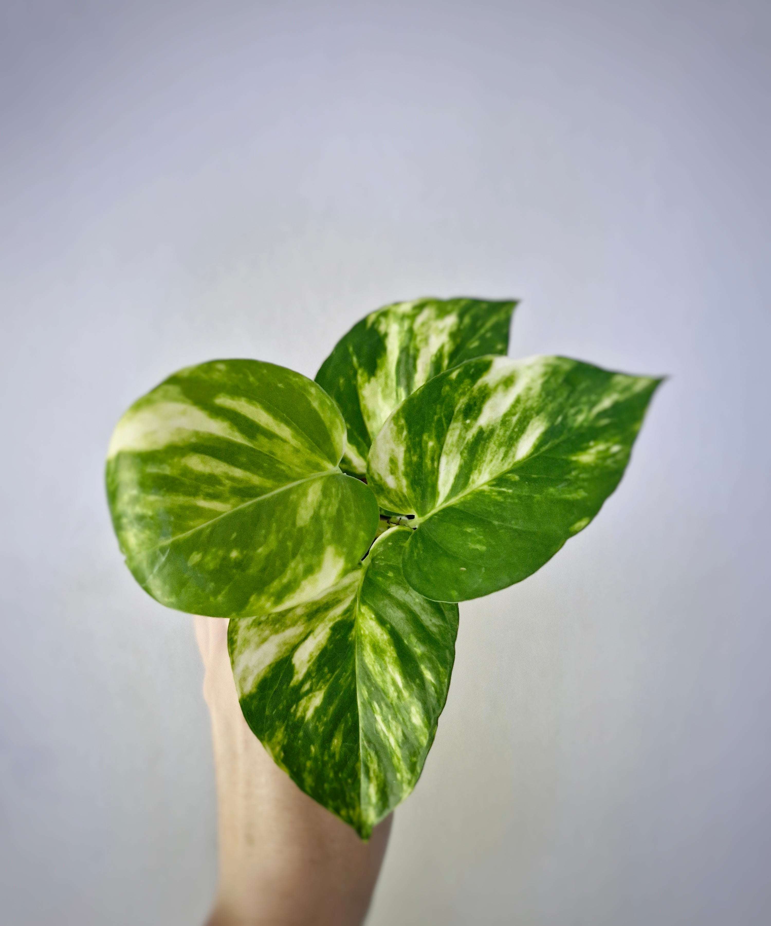 Golden Pothos