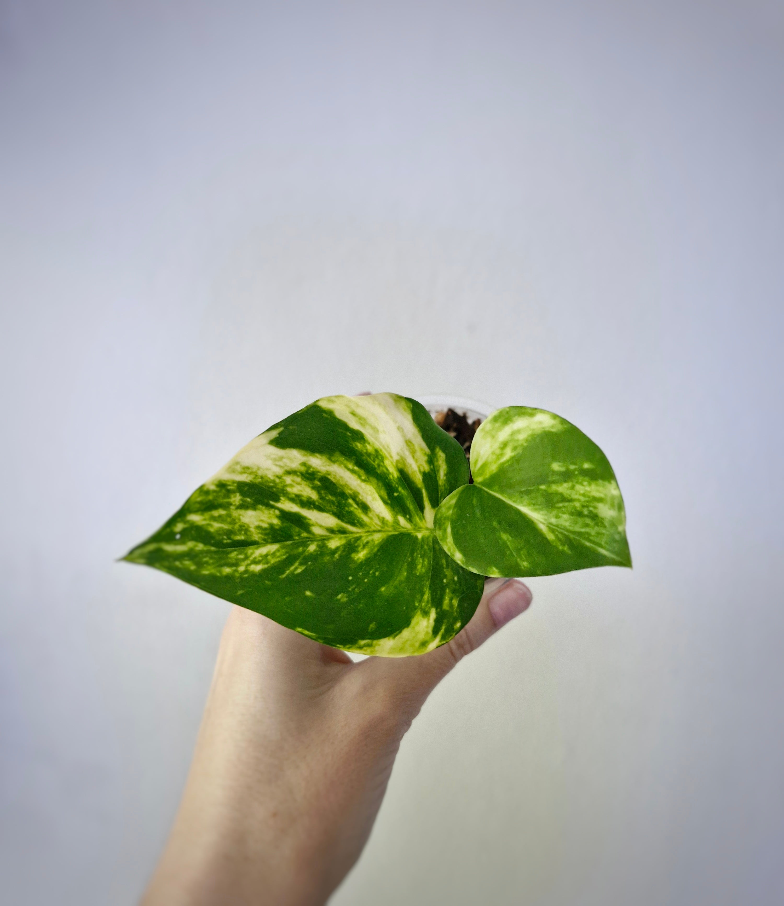 Golden Pothos