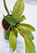 Load image into Gallery viewer, Hoya Pubicalyx Purple (baby plants)
