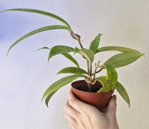 Hoya Pubicalyx Purple (baby plants)