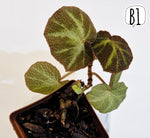 Load image into Gallery viewer, Begonia “Soli-mutata”
