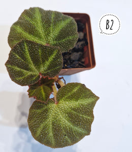 Begonia “Soli-mutata”