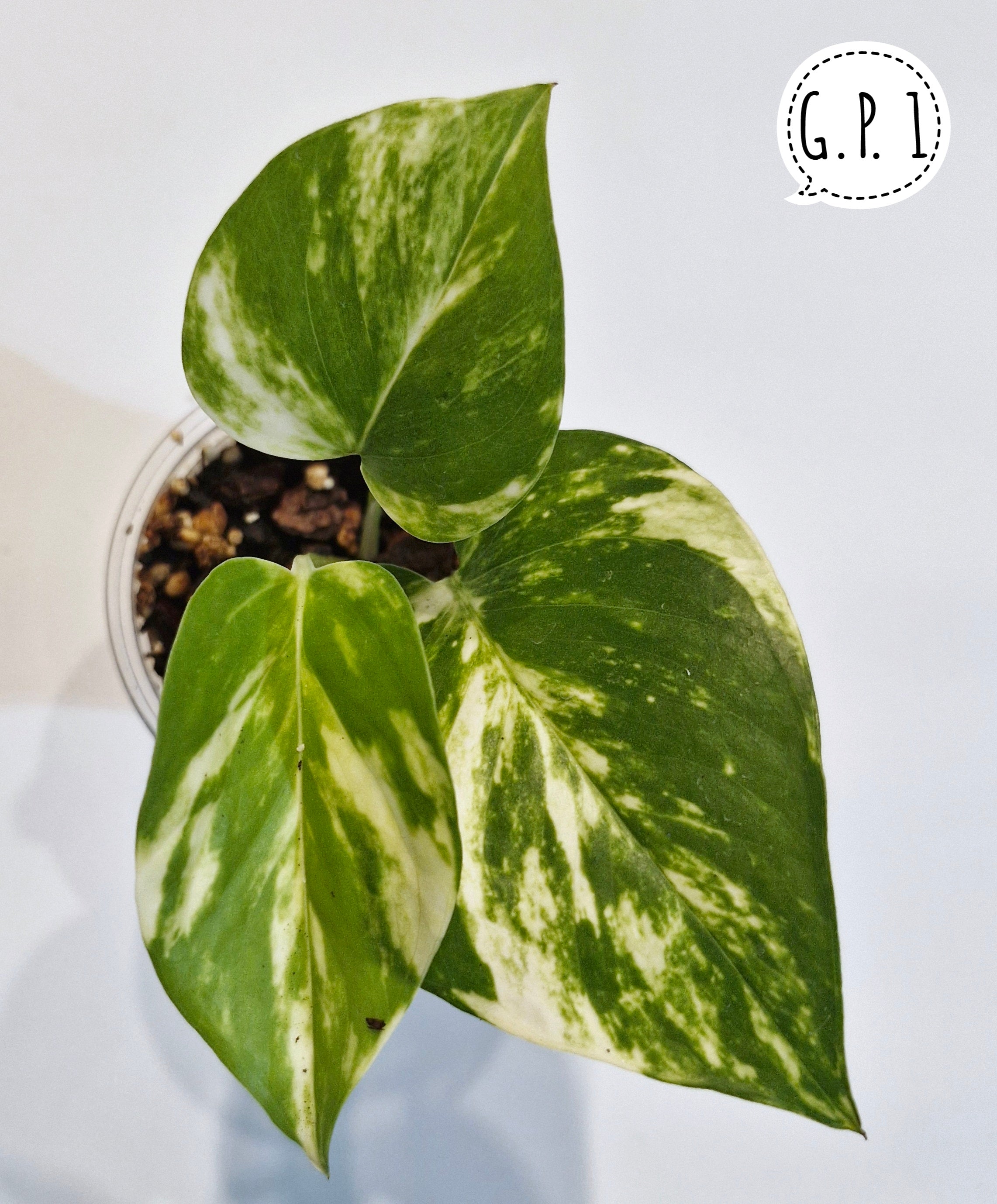 Golden Pothos