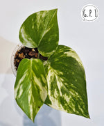 Load image into Gallery viewer, Golden Pothos
