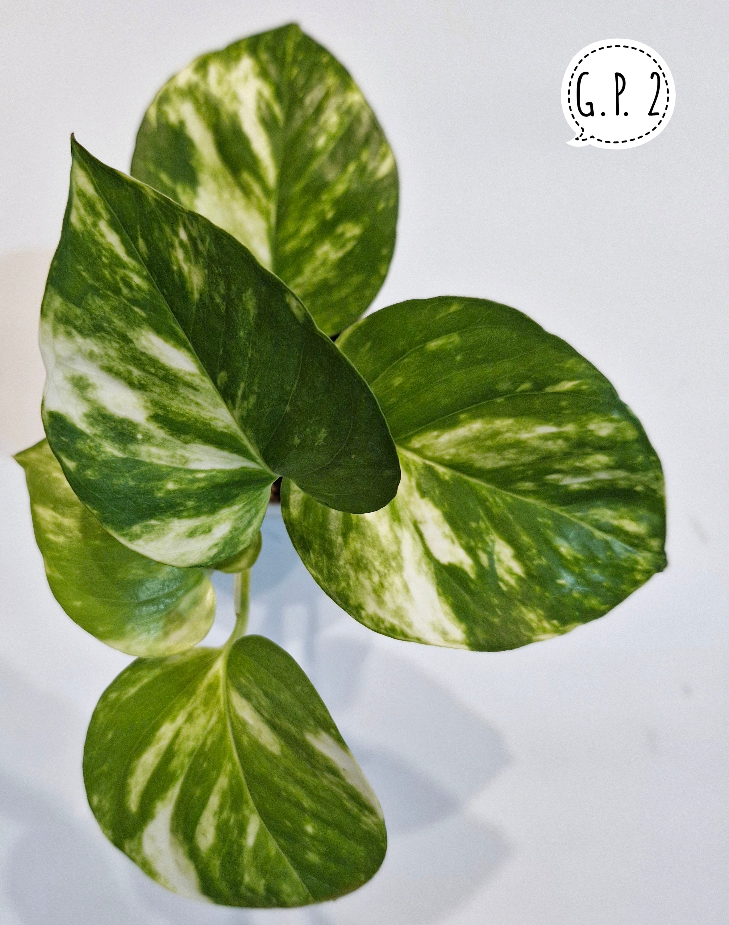 Golden Pothos