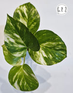 Load image into Gallery viewer, Golden Pothos
