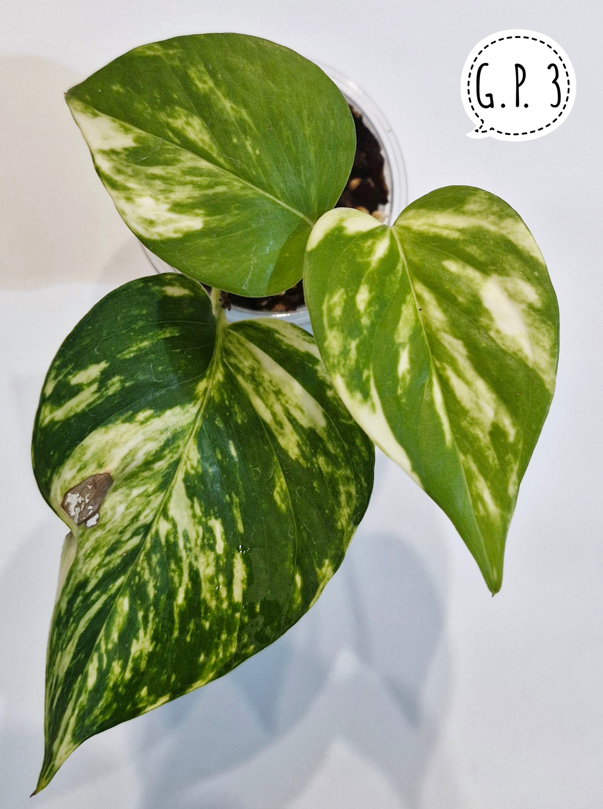 Golden Pothos