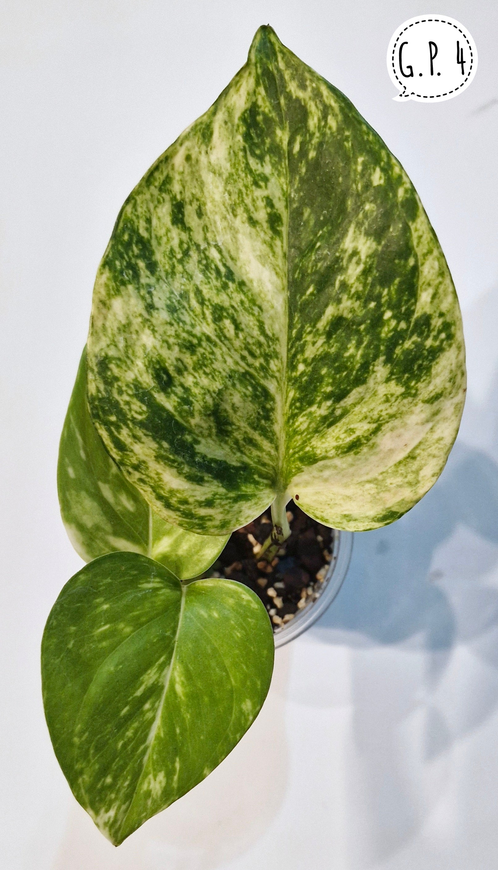 Golden Pothos