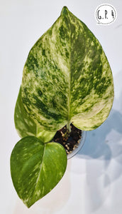 Golden Pothos