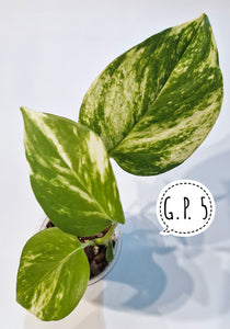 Golden Pothos