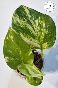 Golden Pothos