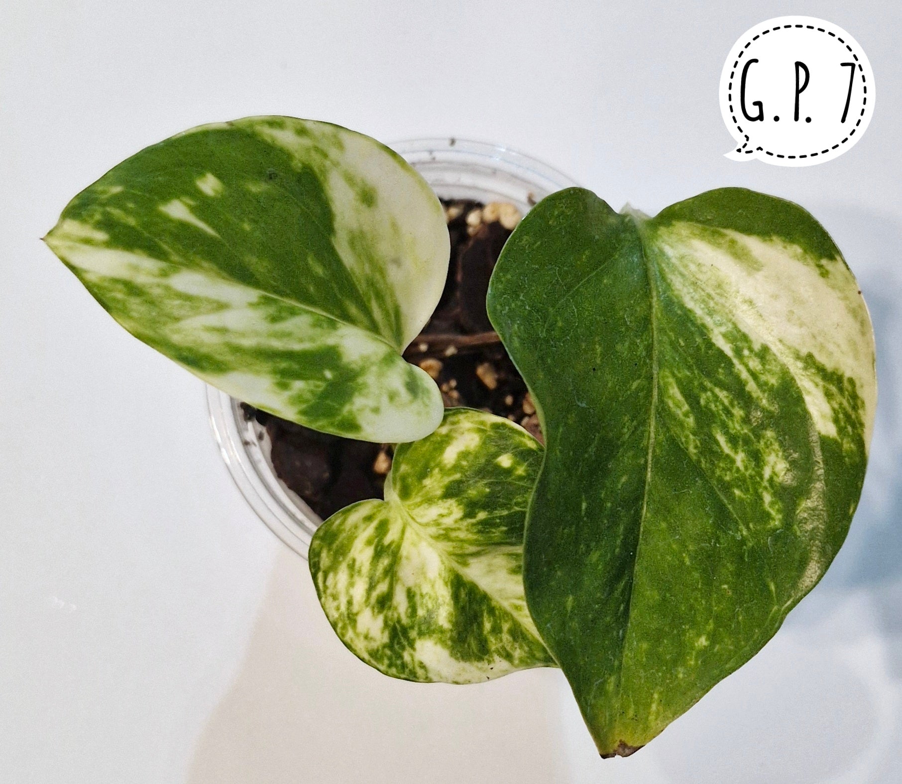 Golden Pothos