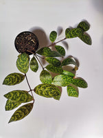 Load image into Gallery viewer, Aeschynanthus “Marmoratus”
