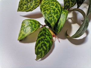 Aeschynanthus “Marmoratus”