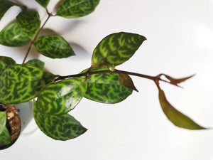 Aeschynanthus “Marmoratus”