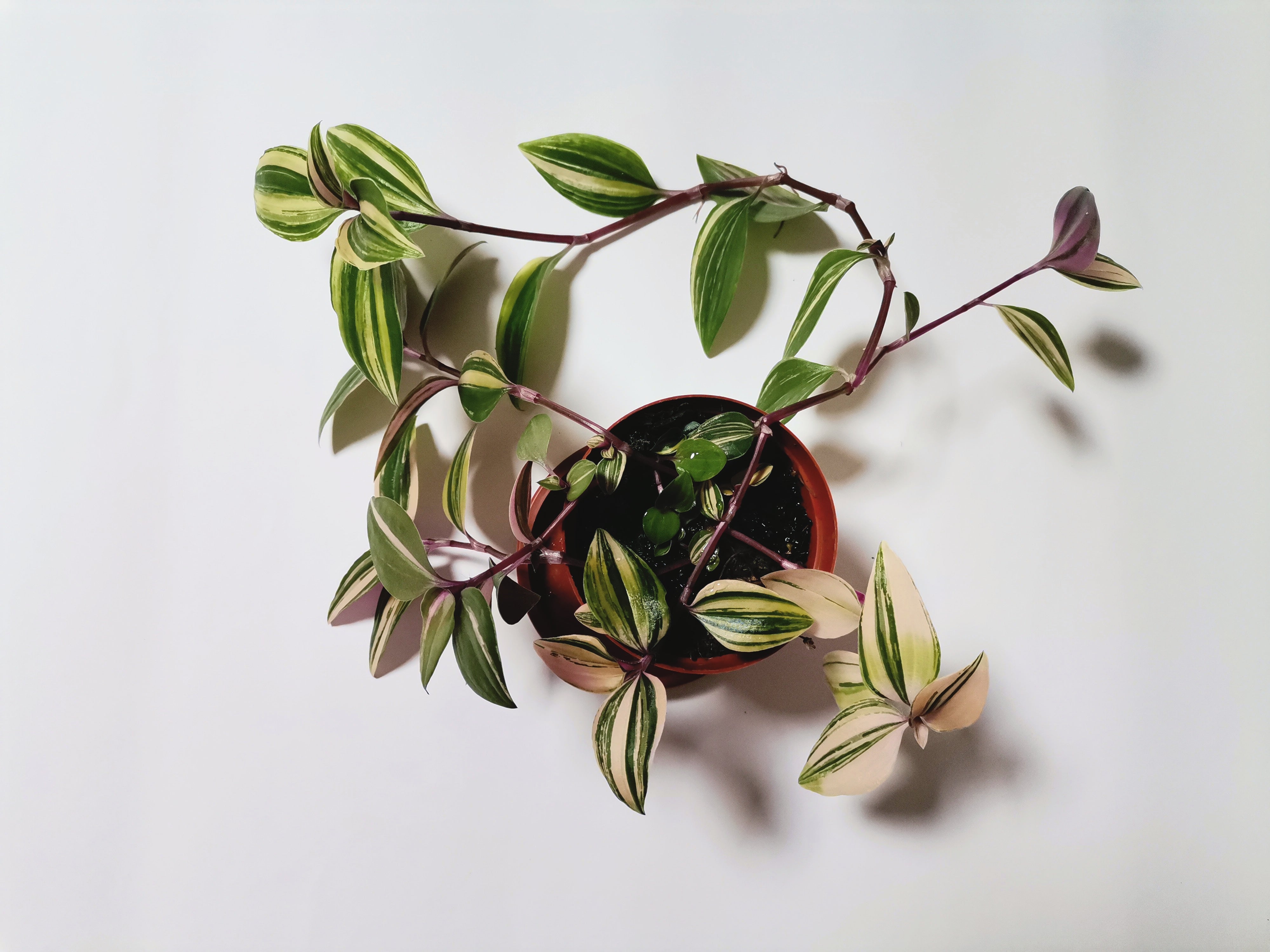 Tradescantia “Fluminensis”