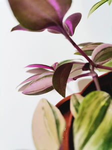 Tradescantia “Fluminensis”