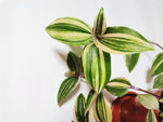 Load image into Gallery viewer, Tradescantia “Fluminensis”
