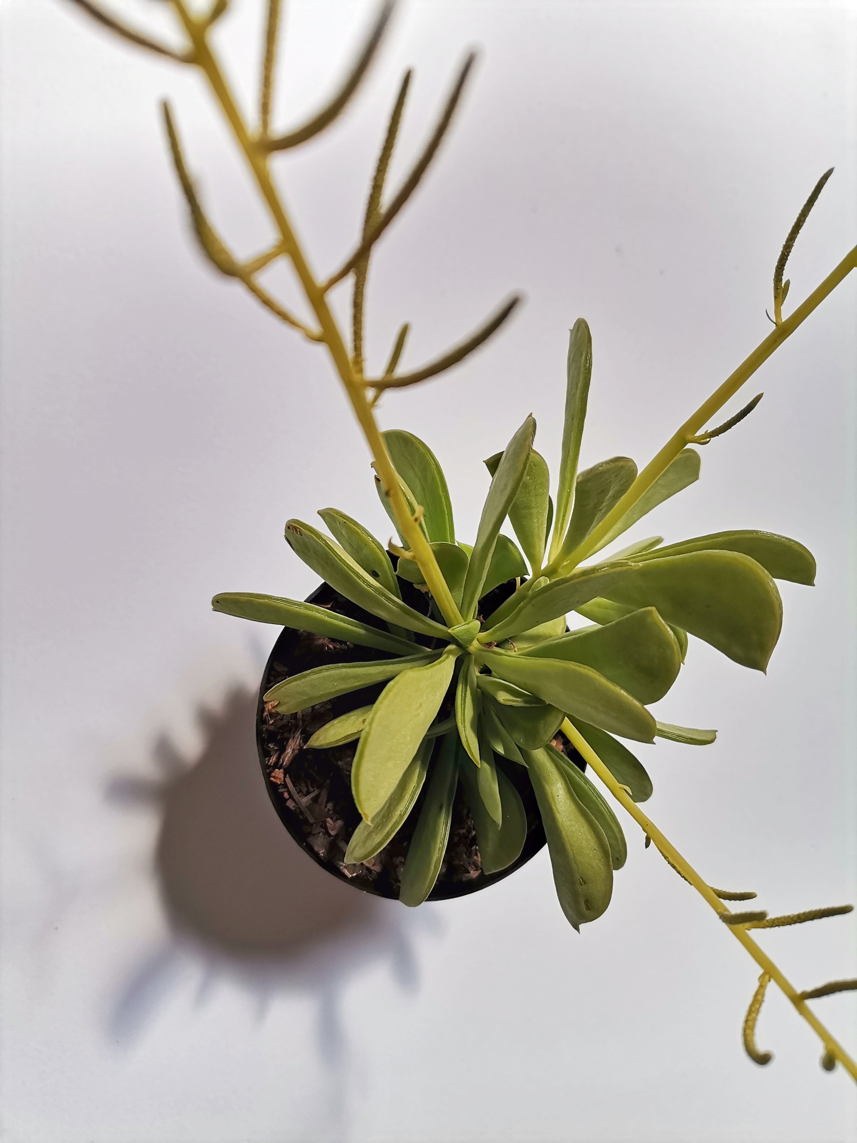 Peperomia