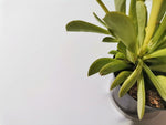 Load image into Gallery viewer, Peperomia
