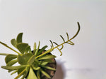 Load image into Gallery viewer, Peperomia
