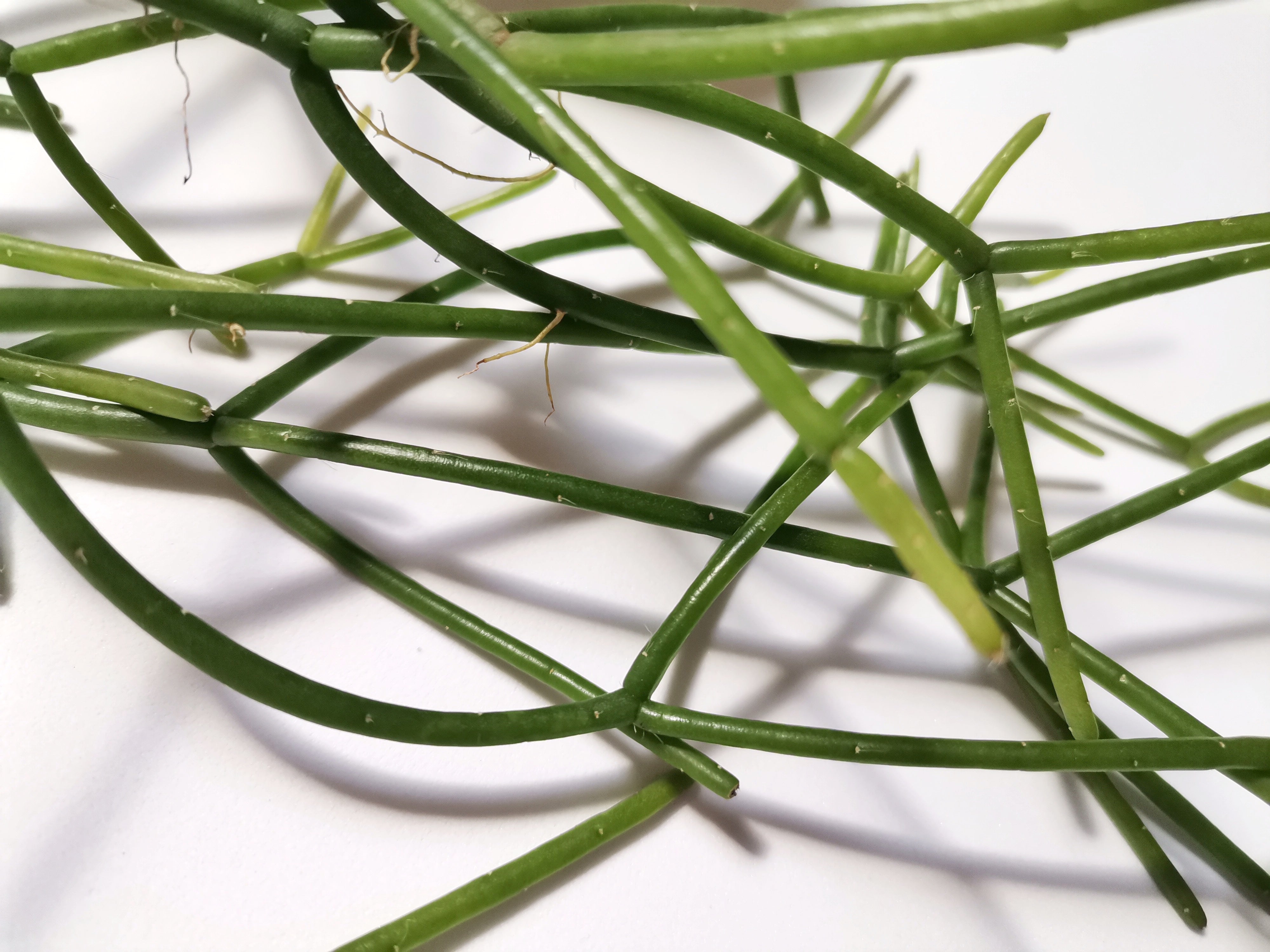 Rhipsalis “Mistletoe cactus"