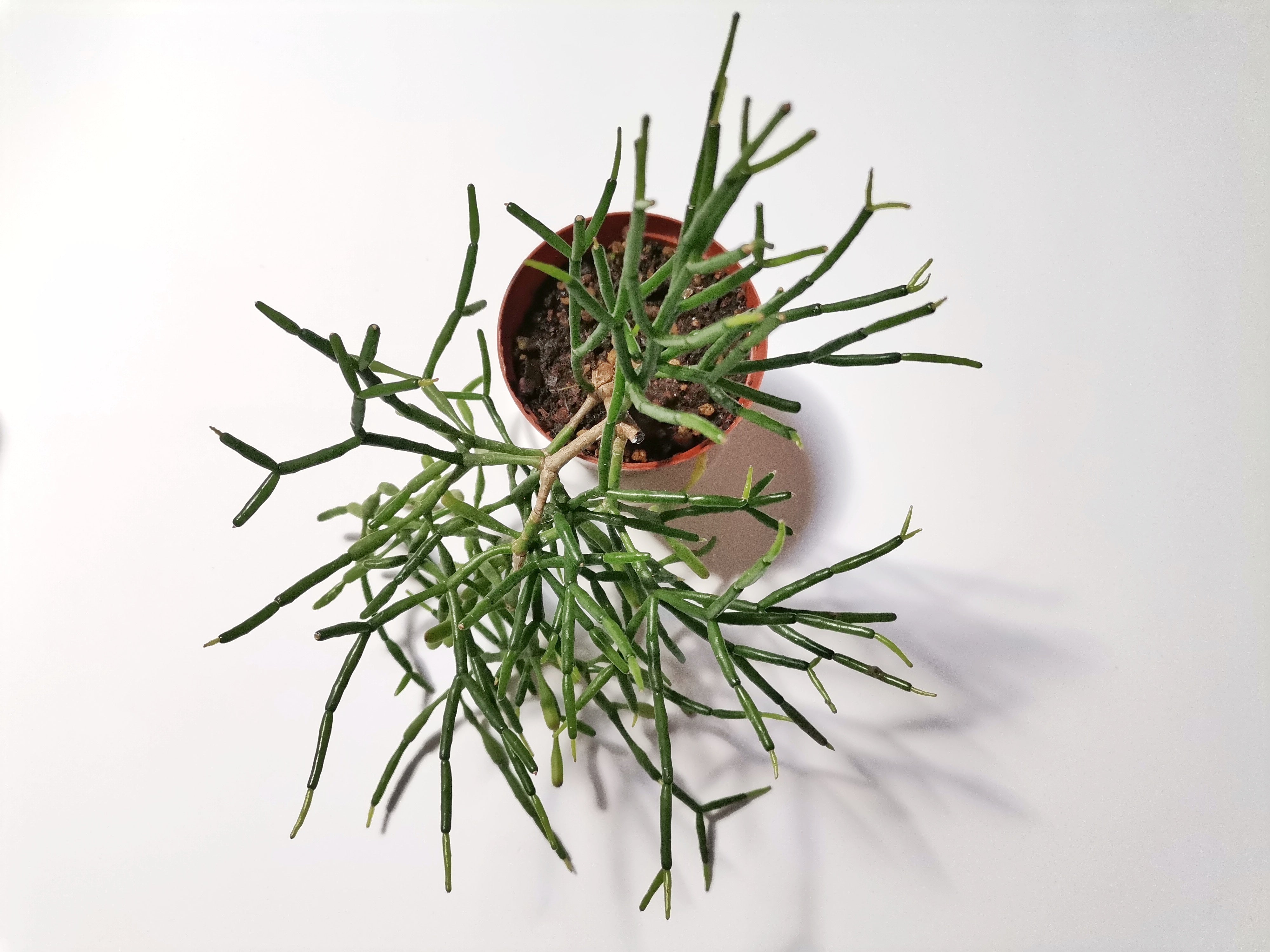 Rhipsalis “Mistletoe cactus"