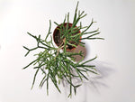 Load image into Gallery viewer, Rhipsalis “Mistletoe cactus&quot;
