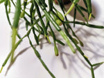 Load image into Gallery viewer, Rhipsalis “Mistletoe cactus&quot;
