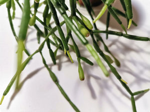 Rhipsalis “Mistletoe cactus"