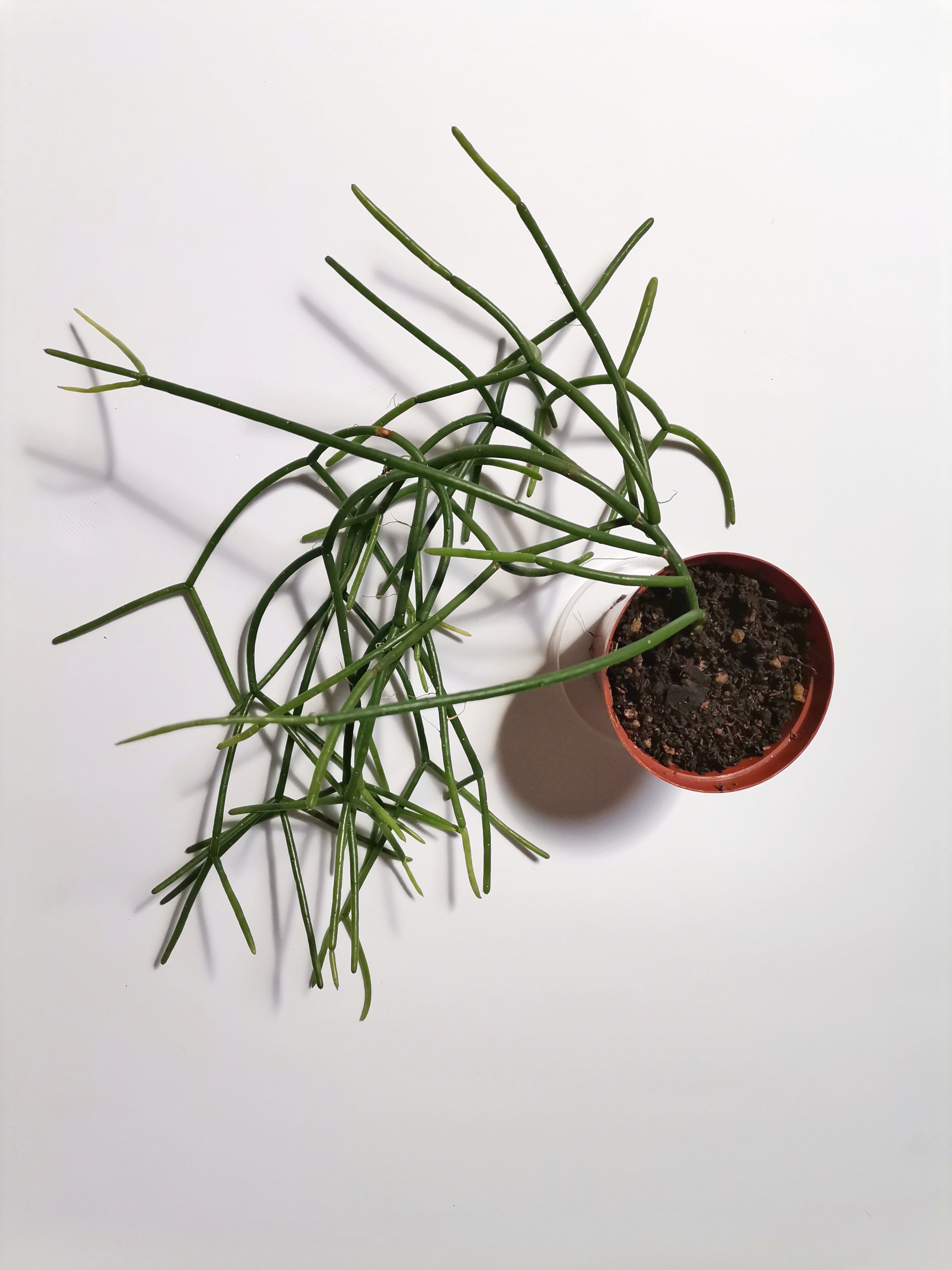 Rhipsalis “Mistletoe cactus"