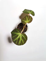 Load image into Gallery viewer, Begonia “Soli-mutata”
