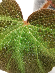 Begonia “Soli-mutata”