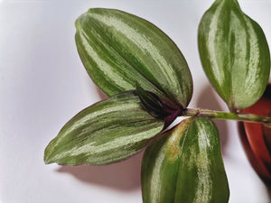 Tradescantia "Zebrina"