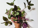 Load image into Gallery viewer, Tradescantia &quot;Zebrina&quot;
