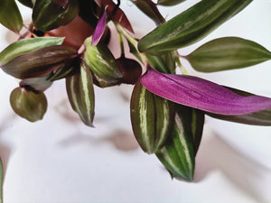 Tradescantia "Zebrina"