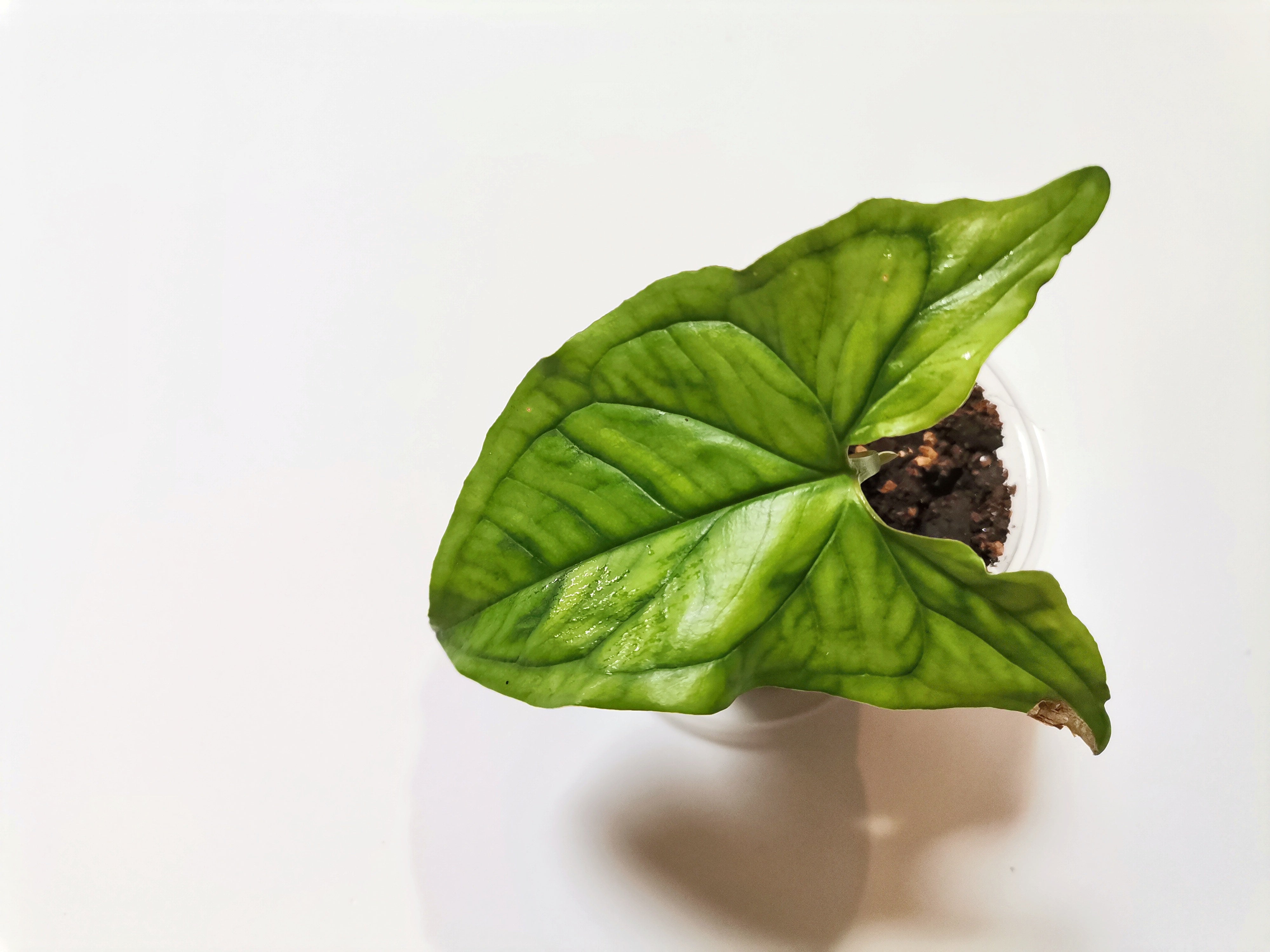 Syngonium Podophyllum “Emerald Green”