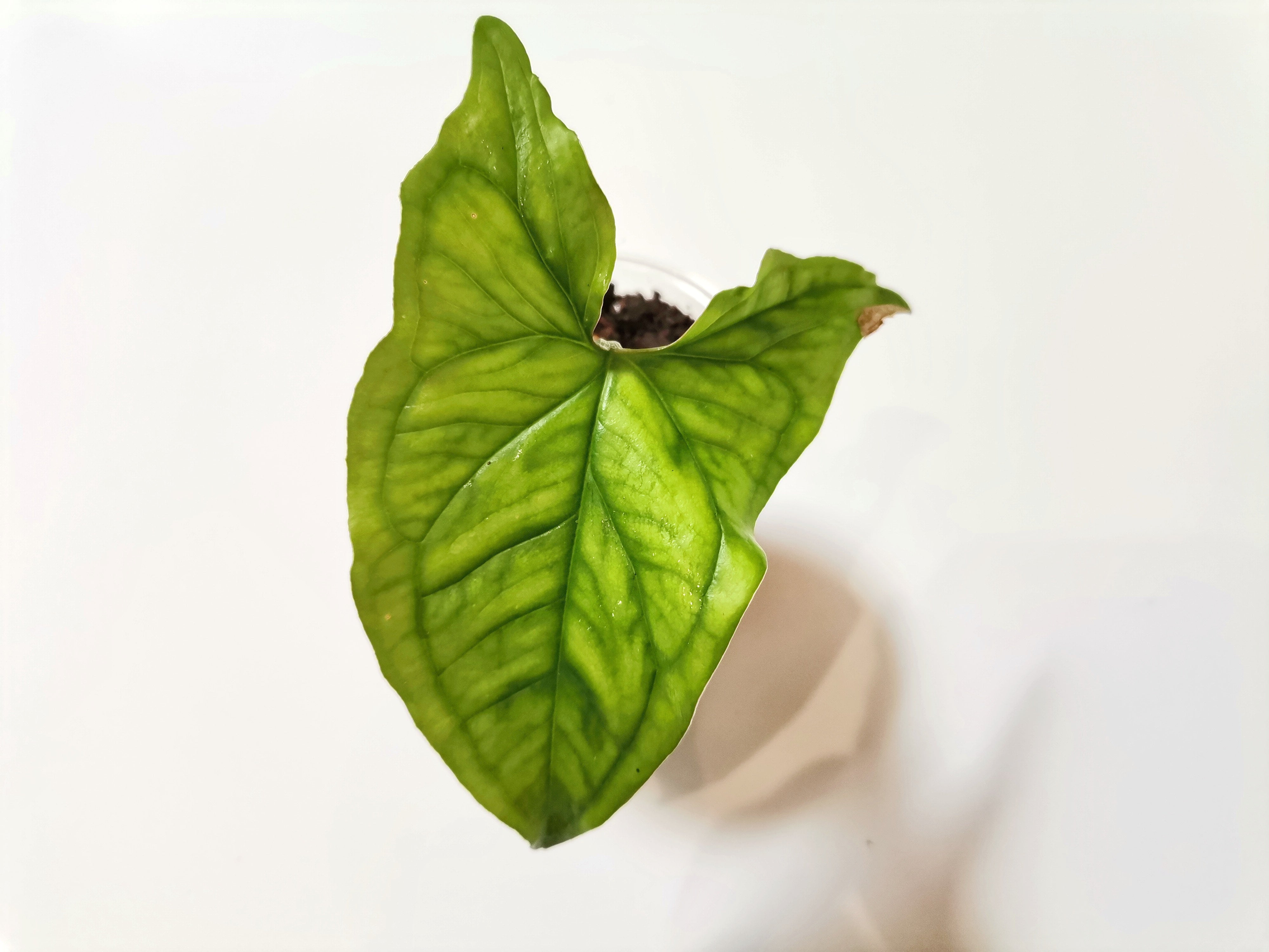 Syngonium Podophyllum “Emerald Green”