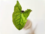 Load image into Gallery viewer, Syngonium Podophyllum “Emerald Green”
